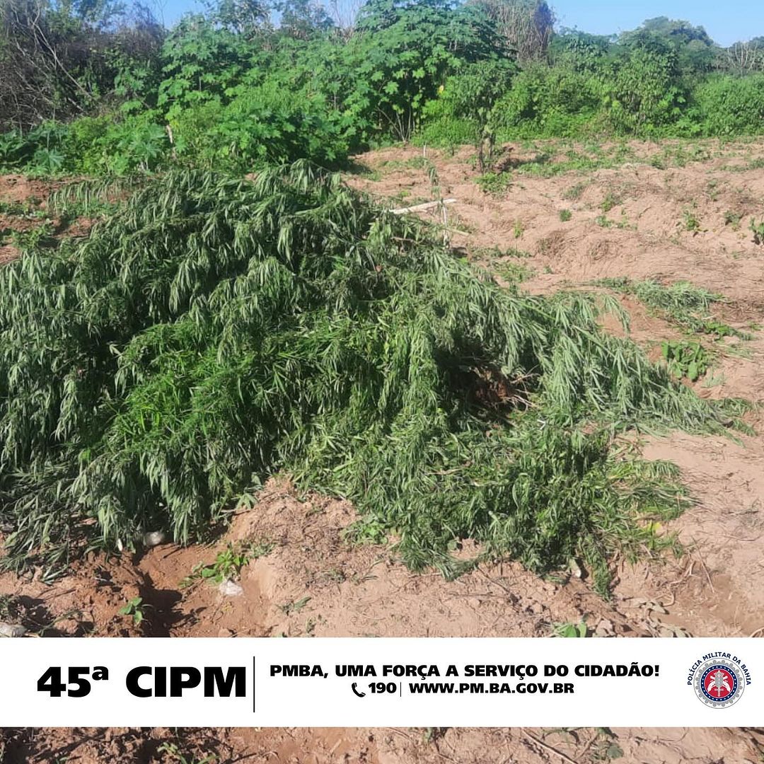 PM ATRAVÉS DA 45ª CIPM ERRADICA 1 200 PÉS DE MACONHA EM CURAÇÁ BAHIA