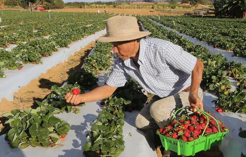 Rotas de integração: Nordeste ganha incentivo para produção de mel, leite, cacau, pescado e fruticultura