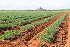 6ª SR da Codevasf emite nota esclarecendo corte de energia no Distrito de Irrigação do salitre