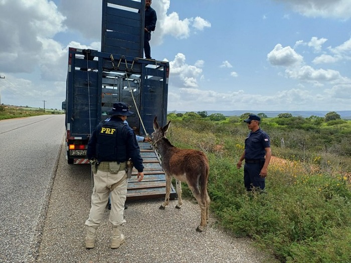 PRF reforça ações para garantir a segurança viária no norte da Bahia