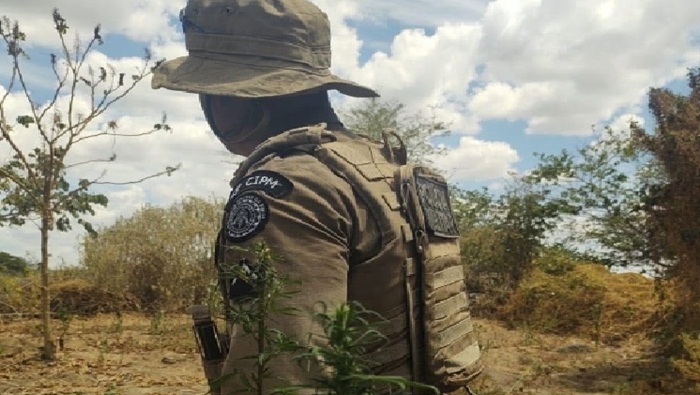 Polícia Militar da Bahia erradica 2.500 pés de maconha em Curaçá