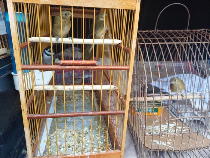 PRF resgata 18 aves dentro de porta-malas de carro em Salgueiro