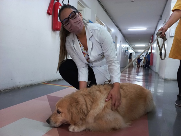 Experiência de atividade assistida por cães do Hospital Dom Malan em Petrolina tem trabalho reconhecido no estado de Pernambuco 