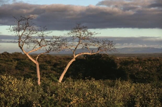 Meio Ambiente: Projeto destinará US$ 5,5 milhões para a Caatinga