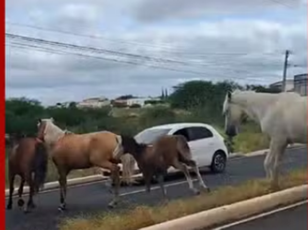 Petrolina:  animais soltos em áreas urbana quase causam acidente