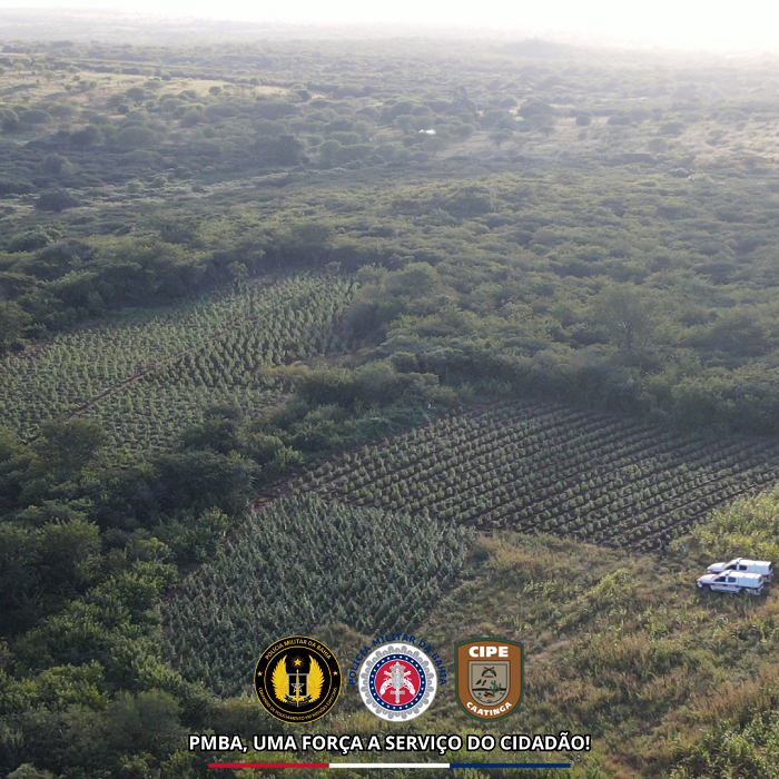 CIPE-Caatinga, PMPB e Polícia Federal erradicam plantio de maconha em Monteiro-PB 