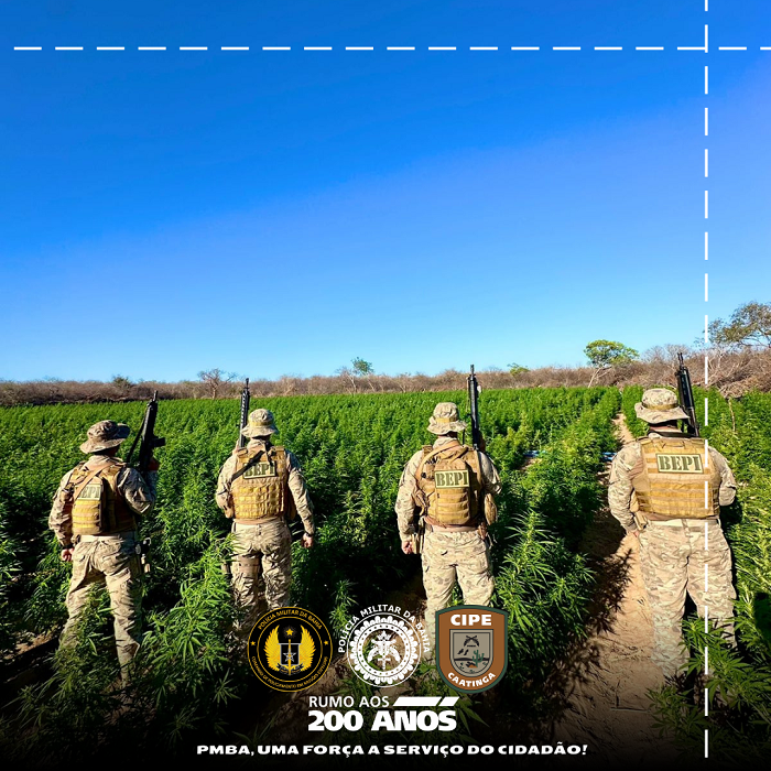 Cipe-caatinga em operação conjunta com o BEPI/PMPI, DINT E PCPI erradicam plantio de maconha em Canindé - PI 