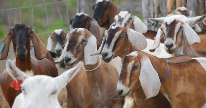 Pesquisa do IBGE mostra que o estado da Bahia segue como líder nacional na produção de ovinos e caprinos; conheça os municípios que são destaques no ramo