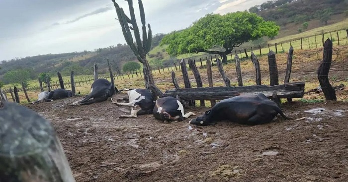 Sete animais morrem após serem atingidos por raio na região de Jacobina