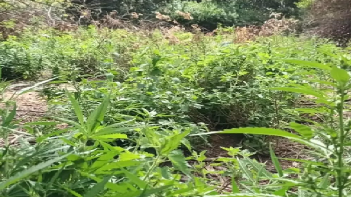 Operação Terra Limpa: PM erradica pés de maconha em Curaçá