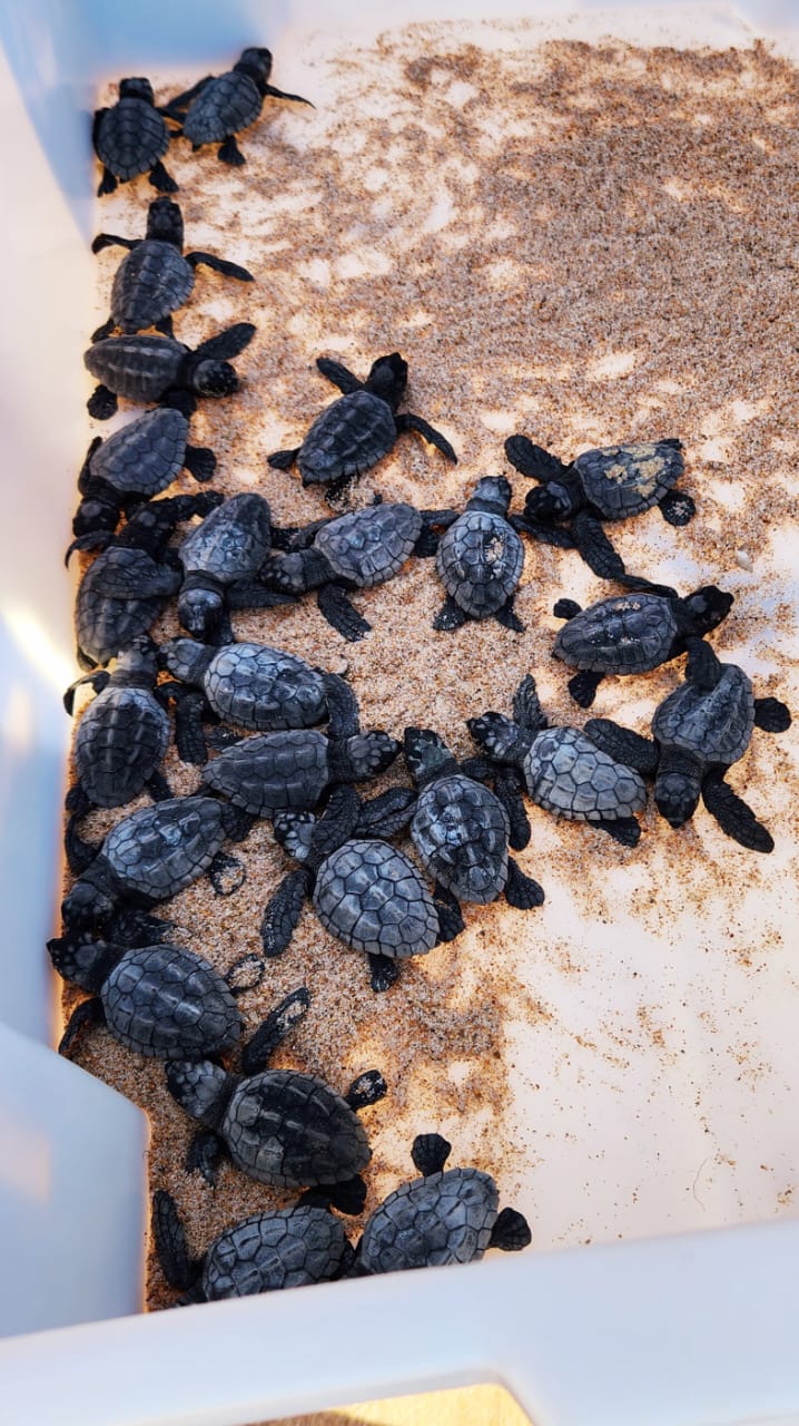 Berçário natural: Nascimento de tartarugas marinhas e soltura dos filhotes para o mar mobiliza moradores e comunidade em Busca Vida 