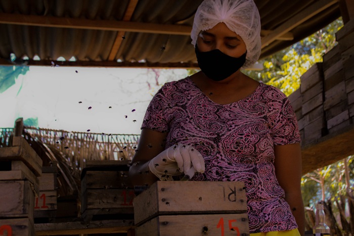 Mulheres ganham visibilidade com a apicultura e meliponicultura no território Sertão do São Francisco