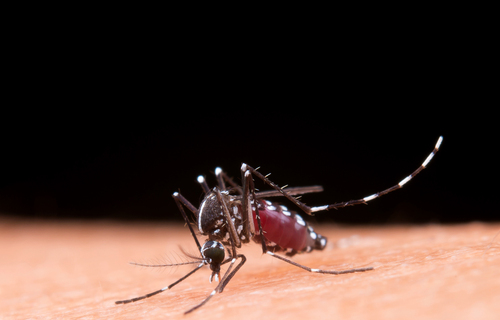 Dengue: tendência é de redução de casos no país, apontam dados do Ministério da Saúde