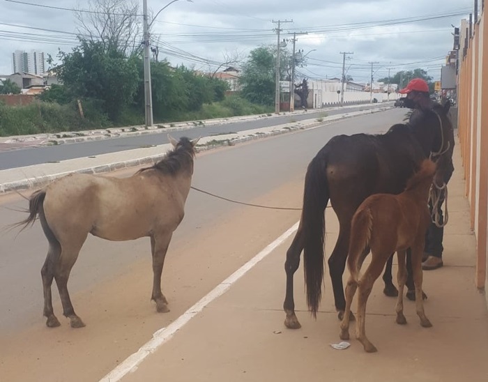 Prefeitura de Juazeiro apreende animais de grande porte encontrados vagando pela cidade e faz alerta à população