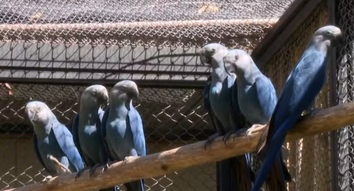Zoológico de São Paulo ganha centro de preservação das ararinhas azuis e cita Curaçá, Bahia