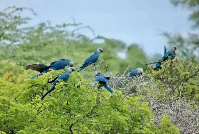 Brasil não renovará acordo com criador alemão de ararinha-azul. Confira situação Curaçá