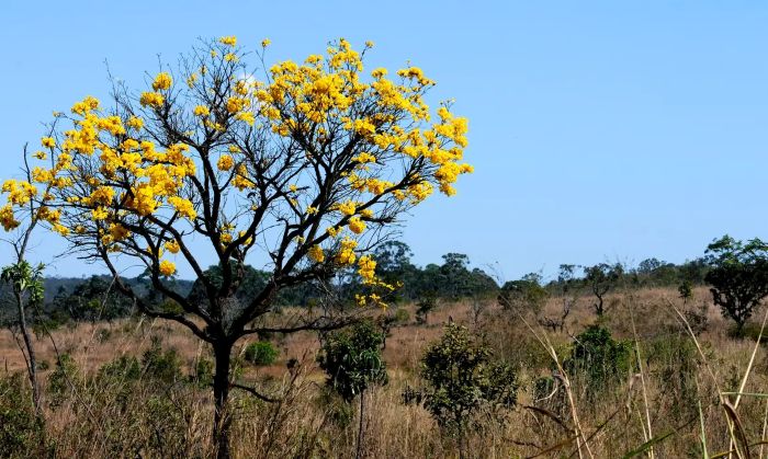 Desertificação aumenta no semiárido brasileiro. Confira dados do Bioma Caatinga