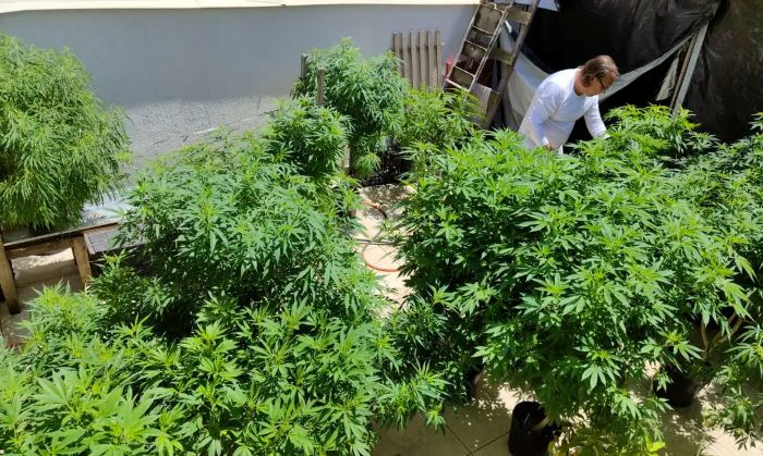 Cannabis: possibilidades de uso da planta serão estudadas pela Embrapa