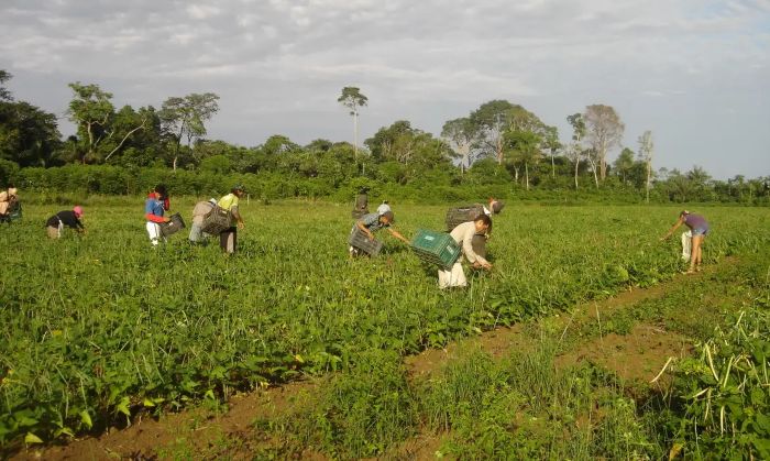 Agricultores de Juazeiro e Petrolina retomam o plantio cheios de esperança