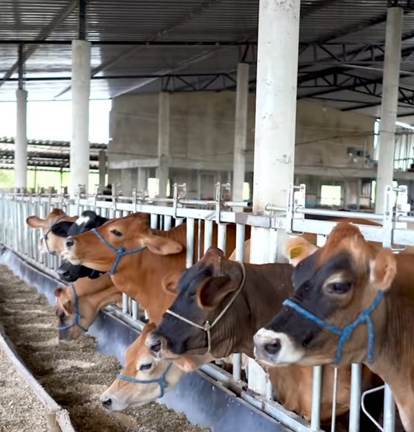 "Criação de gado voltado a sustentabilidade do meio ambiente é possível no sertão", afirma Flávio Leandro