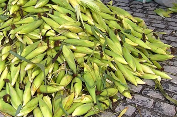 Petrolina: vendedores de milho estão sendo proibidos de trabalhar na feira da Cohab Massangano