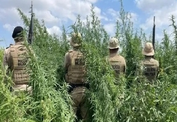 Polícia Militar erradica 65 mil pés de maconha em Curaçá