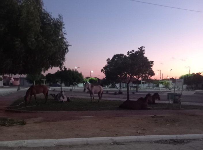 Distrito Pinhões: moradores denunciam "animais soltos na praça e energia cortada na quadra esportiva"