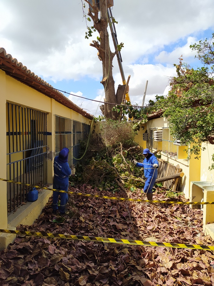 AMMA alerta: podar ou eliminar uma árvore sem autorização é crime ambiental