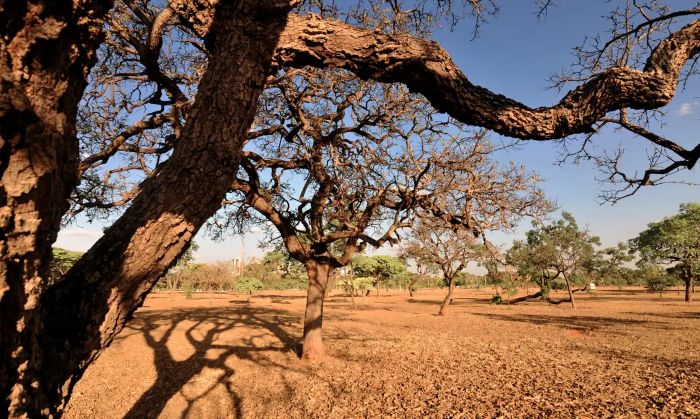  "Contribuição da comunidade científica brasileira para a temática de combate à desertificação no Semiárido" é tema de seminário