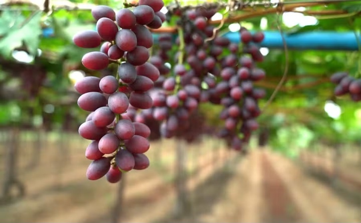 Abertas inscrições para 17º debate de viticultura em Petrolina