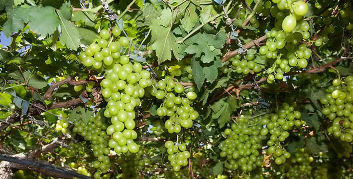 Estiagem afeta produção de uvas brancas no Vale do São Francisco