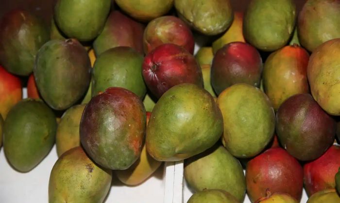 Fruticultura irrigada do Nordeste cresce 5%