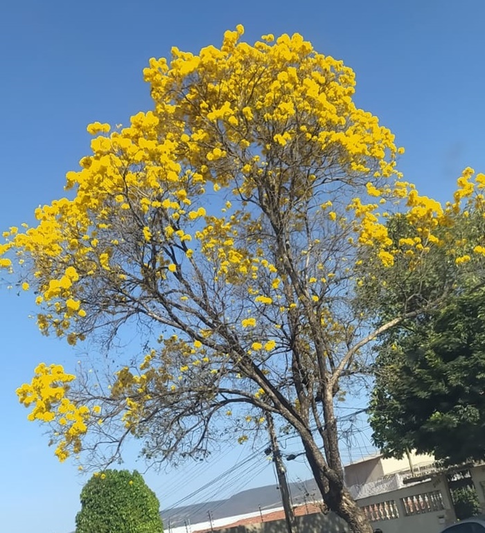 Florada do ipê amarelo colore e provoca encantamento nas ruas de Juazeiro e Petrolina 